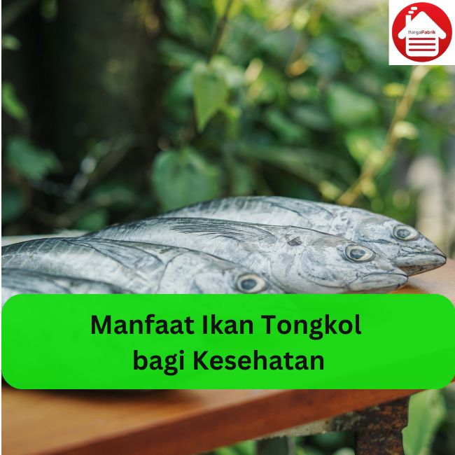 Manfaat Ikan Tongkol bagi Kesehatan