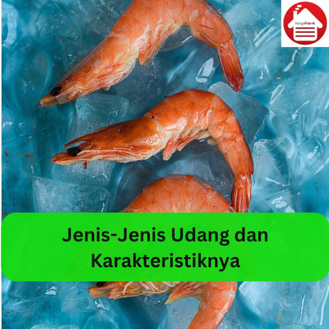 Jenis-Jenis Udang dan Karakteristiknya