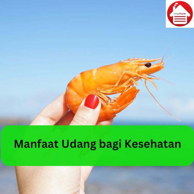 Manfaat Udang bagi Kesehatan